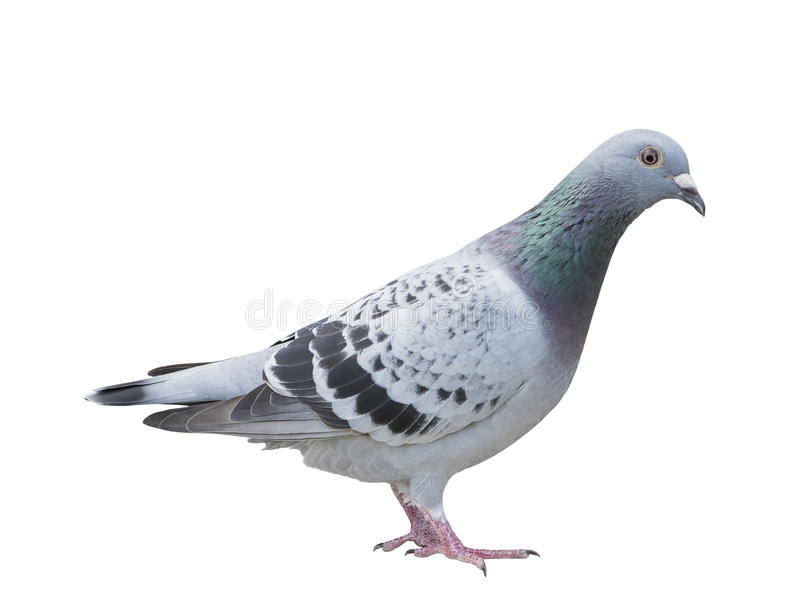 pigeon speed calculator free download